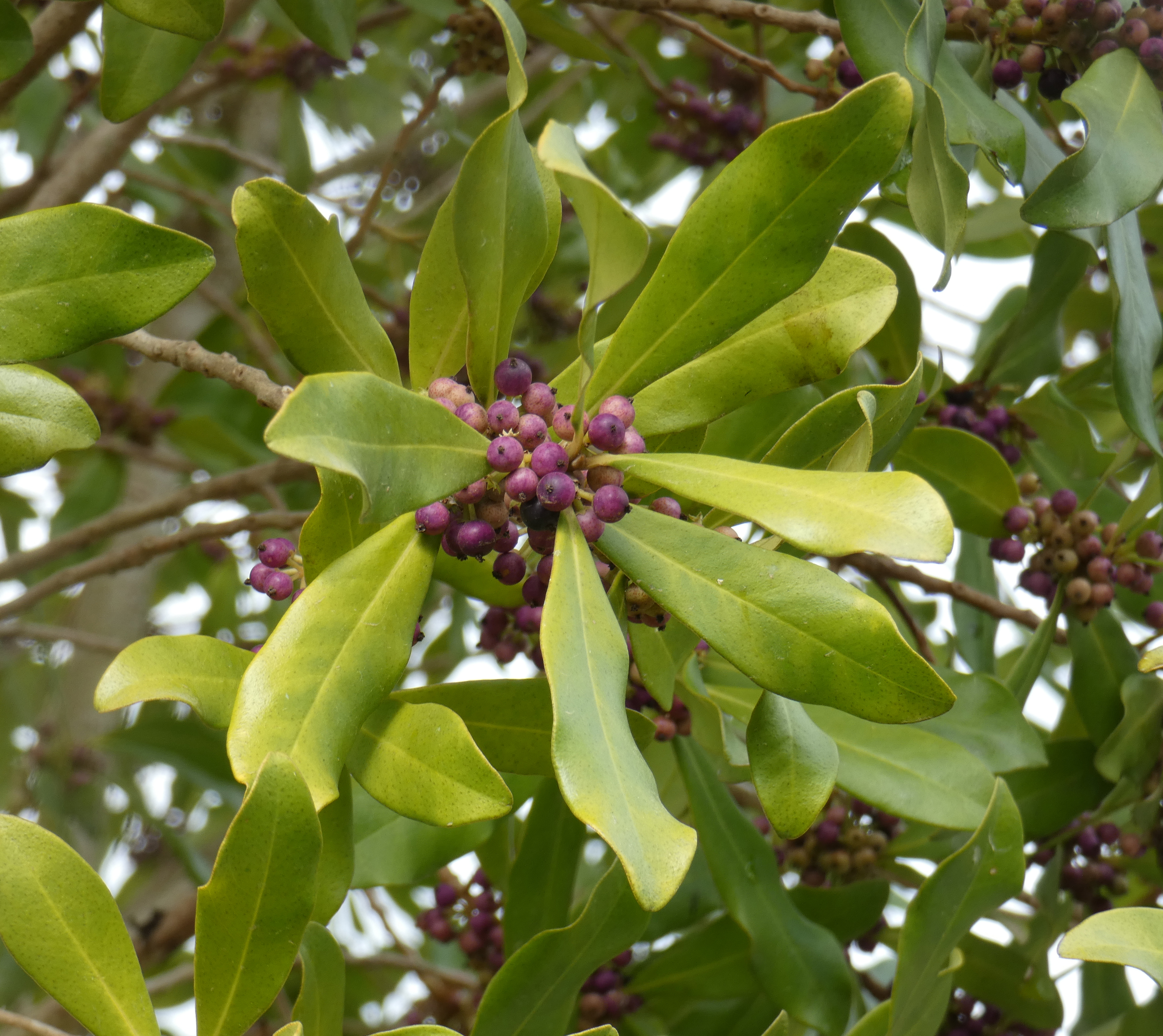 Canelon Myrsine laetevirens Foto de Eduardo Haene